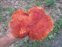 Imagem de Phylloporus