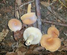 Image of Lactarius hygrophoroides Berk. & M. A. Curtis 1859