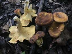 Image of Cantharellus lewisii Buyck & V. Hofst. 2011