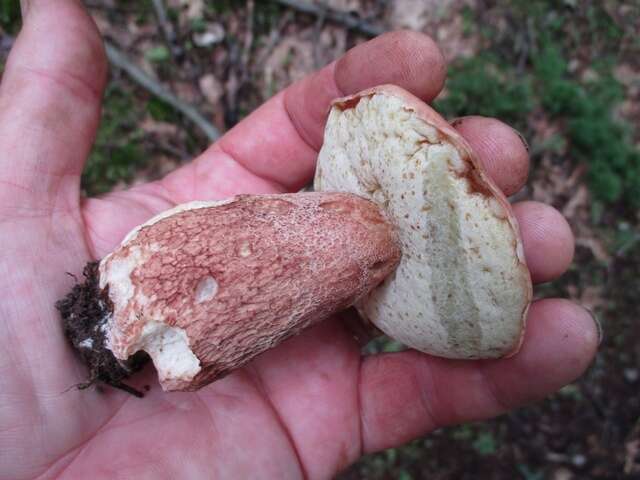 Sivun Boletus subcaerulescens (E. A. Dick & Snell) Both, Bessette & A. R. Bessette 2000 kuva