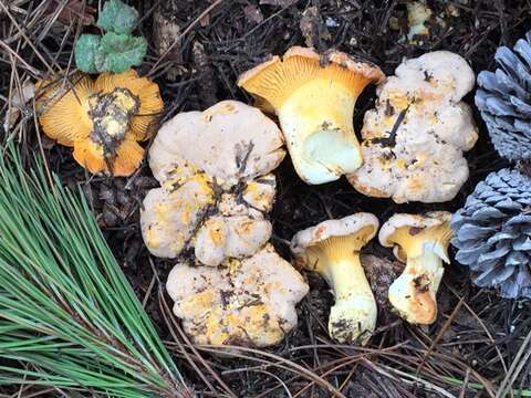 Image of Cantharellus roseocanus (Redhead, Norvell & Danell) Redhead, Norvell & Moncalvo 2012