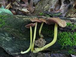 Image of Mycena rutilantiformis (Murrill) Murrill 1916