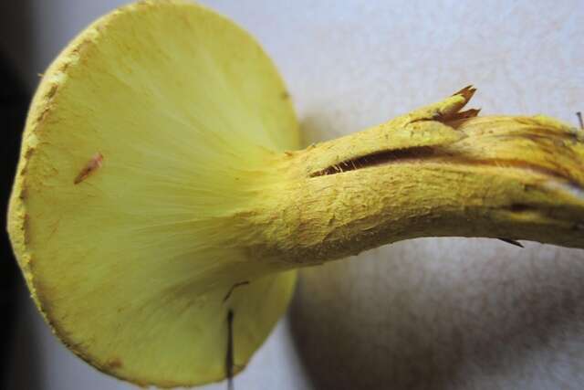 Image of Pulveroboletus