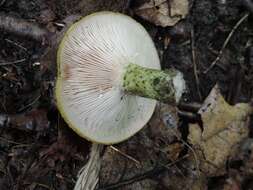 Image de Lactarius atroviridis Peck 1889