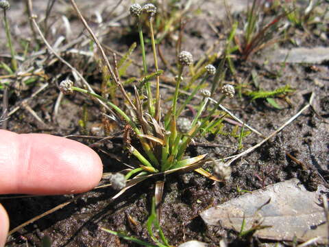 Image of rough pipewort