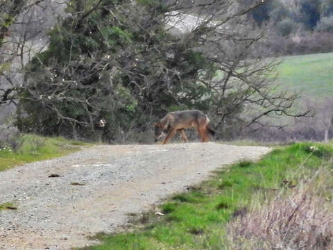 Imagem de Canis lupus italicus