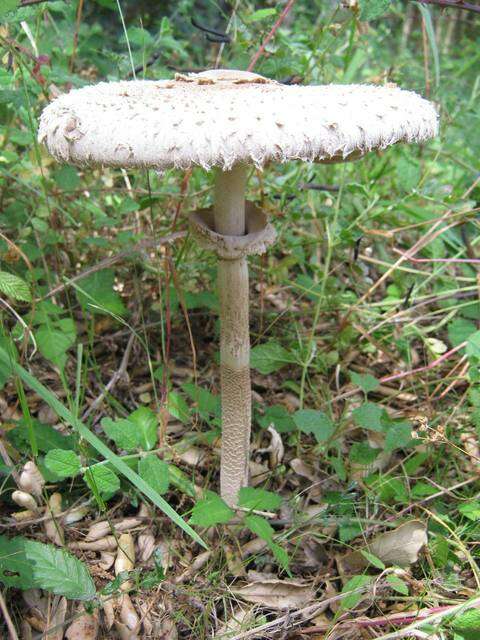 Image of Macrolepiota