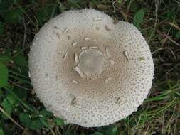 Image of Macrolepiota