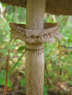 Image of Macrolepiota