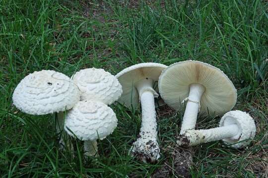 Image of Saproamanita