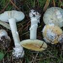 Image of Amanita toxica (Lazo) Garrido & Bresinsky 1985