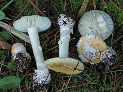 Image of Amanita toxica (Lazo) Garrido & Bresinsky 1985