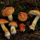 Image of Amanita aurantiovelata Schalkw. & G. M. Jansen 1982