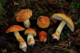 Image of Amanita aurantiovelata Schalkw. & G. M. Jansen 1982