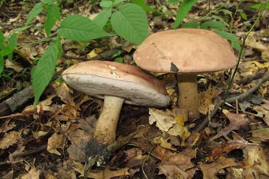 Image of Reddish brown bitter bolete