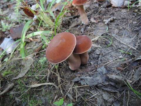 Image of Tylopilus badiceps (Peck) A. H. Sm. & Thiers 1971