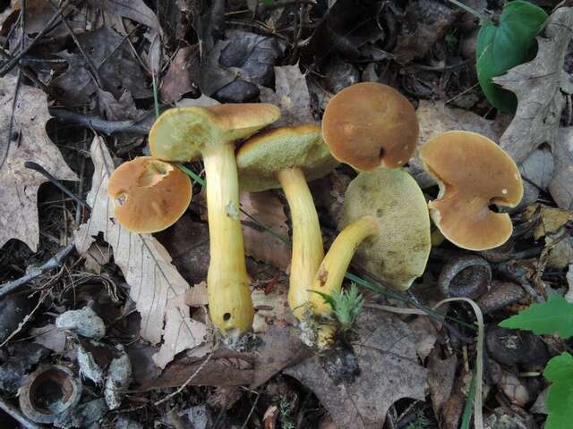 Image of Aureoboletus