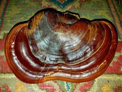 Image of Ganoderma martinicense Welti & Courtec. 2010