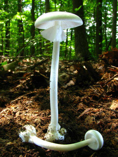 Image of Amanita bisporigera G. F. Atk. 1906