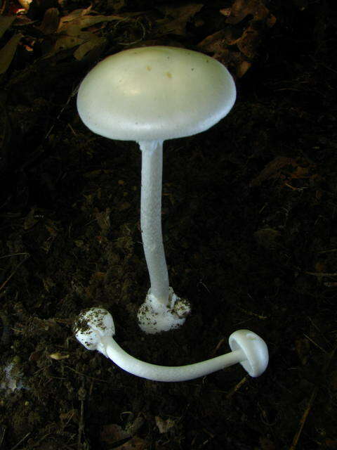 Image of Amanita bisporigera G. F. Atk. 1906