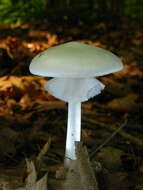 Image of Amanita bisporigera G. F. Atk. 1906