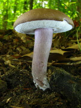 Image of Tylopilus plumbeoviolaceus (Snell & E. A. Dick) Snell & E. A. Dick 1941