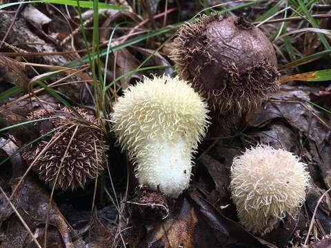 Image de Lycoperdon