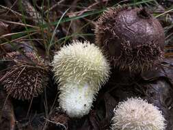 Image de Lycoperdon