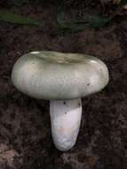 Image of Russula parvovirescens Buyck, D. Mitch. & Parrent 2006