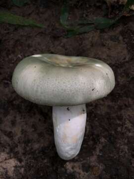 Image of Russula parvovirescens Buyck, D. Mitch. & Parrent 2006