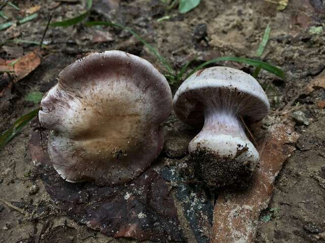 Image of light violet cortinarius