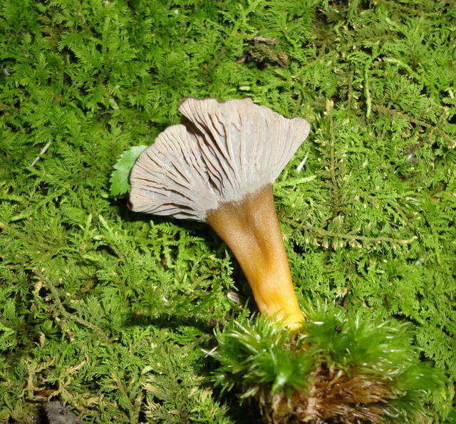 Image of Craterellus