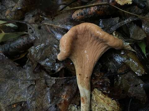 Clavariadelphaceae resmi