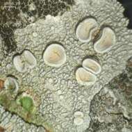 Image of Frosty saucer lichen