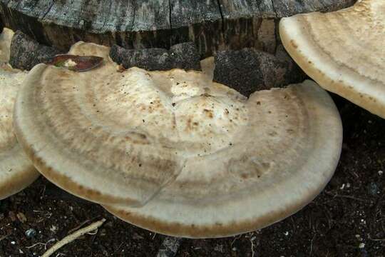 Image of Trametes