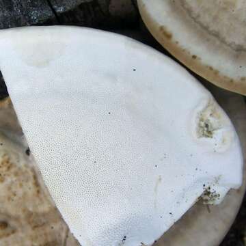 Image of Trametes