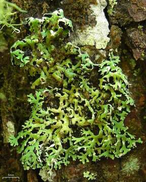 Image of anzia lichen