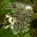 Image of Catawba everniastrum lichen