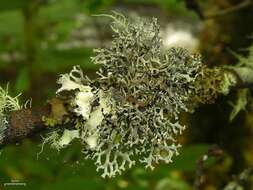 Image of everniastrum lichen