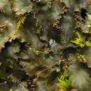 Peltigera phyllidiosa Goffinet & Miadl.的圖片