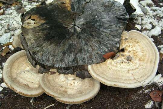 Image of Trametes