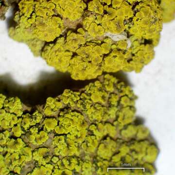 Image of eggyolk lichen