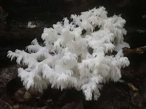 Image of tooth fungi