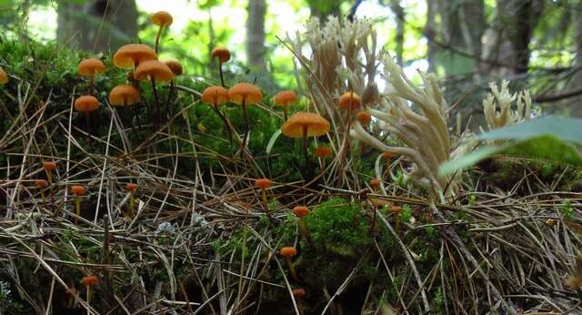 Image de Clavulinaceae