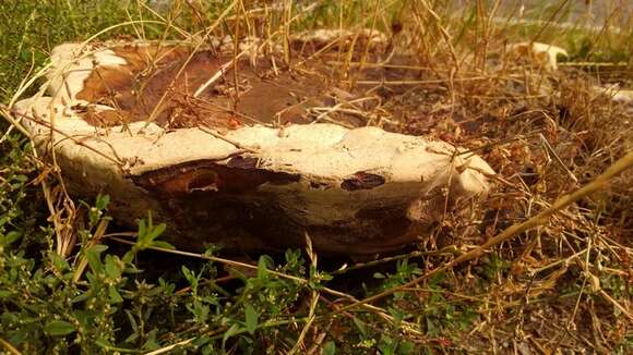 Ganoderma polychromum (Copel.) Murrill 1908的圖片