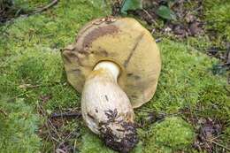 Image of Boletus huronensis A. H. Sm. & Thiers 1971