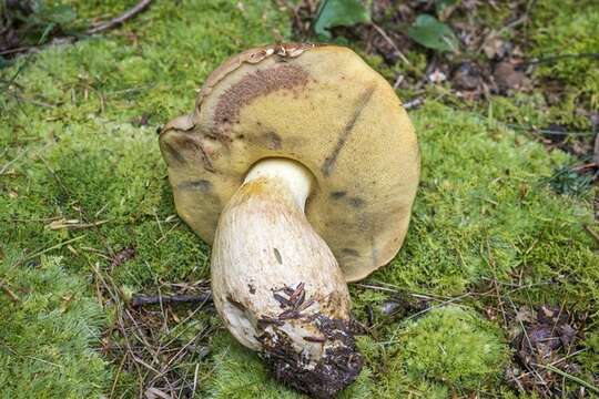 Sivun Boletus huronensis A. H. Sm. & Thiers 1971 kuva