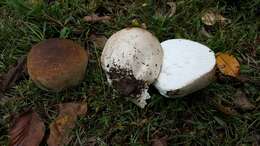 Image de Calvatia