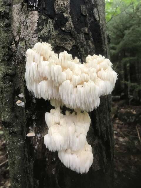 Image of Hericium americanum Ginns 1984