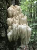 Image of Hericium americanum Ginns 1984